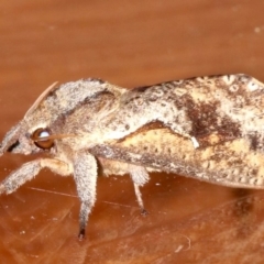 Elhamma australasiae (A Swift or Ghost moth (Hepialidae)) at Rosedale, NSW - 15 Mar 2019 by jb2602