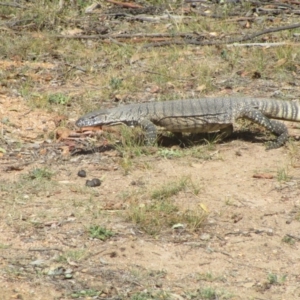 Varanus rosenbergi at Rendezvous Creek, ACT - suppressed