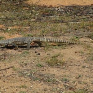 Varanus rosenbergi at Rendezvous Creek, ACT - suppressed