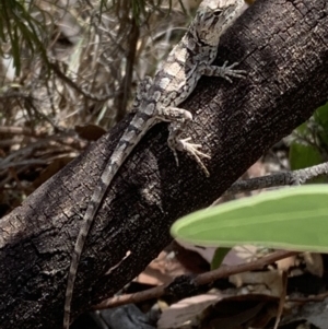 Amphibolurus muricatus at Paddys River, ACT - 10 Mar 2019