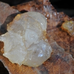 Tremella sp. (Tremella) at Bodalla State Forest - 19 Mar 2019 by Teresa