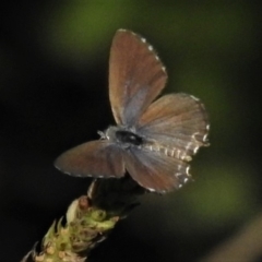 Theclinesthes serpentata (Saltbush Blue) at Stony Creek - 19 Mar 2019 by JohnBundock