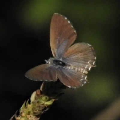 Theclinesthes serpentata (Saltbush Blue) at Stromlo, ACT - 20 Mar 2019 by JohnBundock