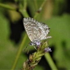 Theclinesthes serpentata at Stromlo, ACT - 20 Mar 2019 10:59 AM