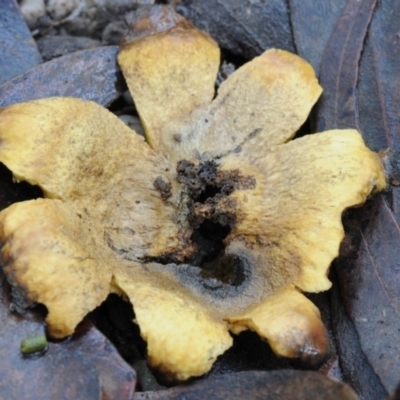 Scleroderma cepa at Bodalla State Forest - 20 Mar 2019 by Teresa