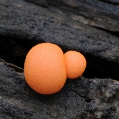 Lycogala epidendrum (Wolf's milk) at Kianga, NSW - 19 Mar 2019 by Teresa