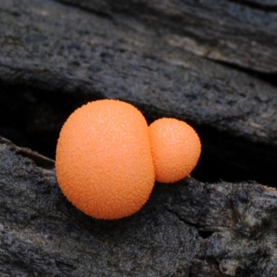 Lycogala epidendrum (Wolf's milk) at Kianga, NSW - 19 Mar 2019 by Teresa