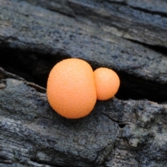 Lycogala epidendrum at Box Cutting Rainforest Walk - 20 Mar 2019