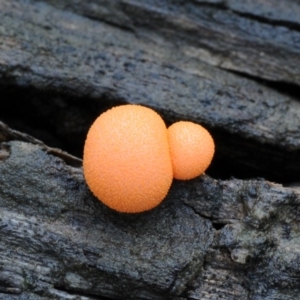 Lycogala epidendrum (Complex) at Box Cutting Rainforest Walk - 20 Mar 2019