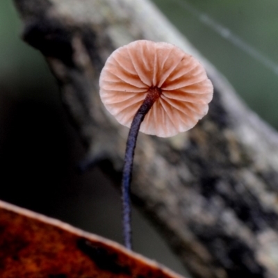 Marasmiellus sp. (Marasmiellus) at Bodalla State Forest - 19 Mar 2019 by Teresa