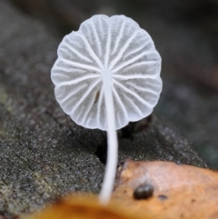 Hemimycena sp. at Kianga, NSW - 19 Mar 2019 by Teresa