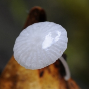 Hemimycena sp. at Box Cutting Rainforest Walk - 20 Mar 2019