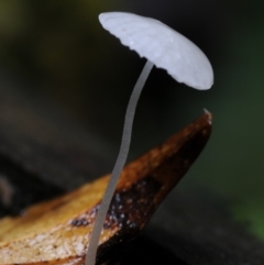 Hemimycena sp. at Box Cutting Rainforest Walk - 20 Mar 2019