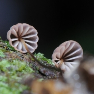 Marasmius sp. at Box Cutting Rainforest Walk - 20 Mar 2019