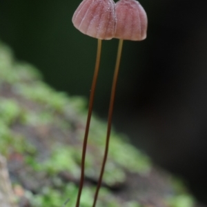 Marasmius sp. at Box Cutting Rainforest Walk - 20 Mar 2019 12:00 AM