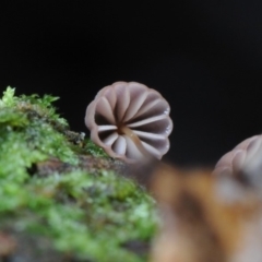 Marasmius sp. at Box Cutting Rainforest Walk - 20 Mar 2019 12:00 AM