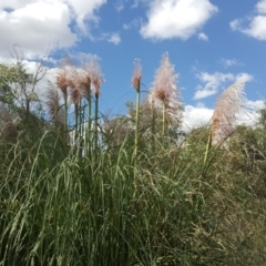 Cortaderia selloana (Pampas Grass) at Tuggeranong DC, ACT - 20 Mar 2019 by Mike