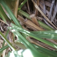 Cortaderia selloana at Tuggeranong DC, ACT - 20 Mar 2019 04:09 PM