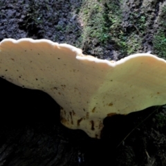 Unidentified Fungus at Box Cutting Rainforest Walk - 19 Mar 2019 by Teresa