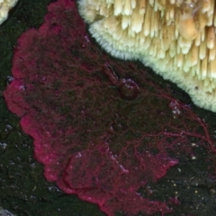 Physarum roseum (A slime mould) at Box Cutting Rainforest Walk - 19 Mar 2019 by Teresa