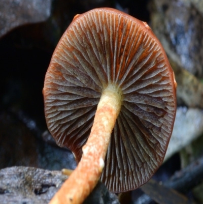 Leratiomcyes ceres (Red Woodchip Fungus) at Box Cutting Rainforest Walk - 19 Mar 2019 by Teresa