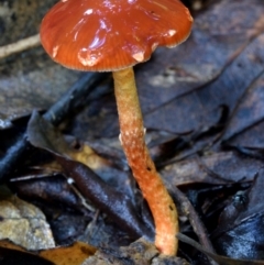 Leratiomcyes ceres at Kianga, NSW - 20 Mar 2019