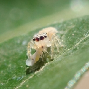 Salticidae (family) at Spence, ACT - 20 Mar 2019 08:18 AM