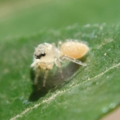 Salticidae (family) at Spence, ACT - 20 Mar 2019 08:18 AM