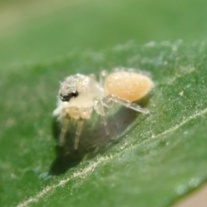 Salticidae (family) at Spence, ACT - 20 Mar 2019