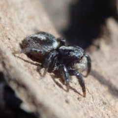 Salpesia sp. (genus) (Salpesia Jumping Spider) at Bruce Ridge - 19 Mar 2019 by Laserchemisty