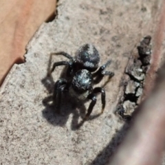 Salpesia sp. (genus) at Bruce, ACT - 20 Mar 2019 09:41 AM