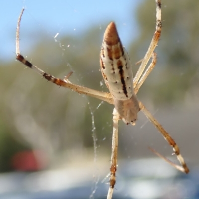 Argiope protensa (Long-tailed Argiope) at Bruce, ACT - 20 Mar 2019 by Laserchemisty