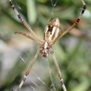 Argiope protensa at Bruce, ACT - 20 Mar 2019