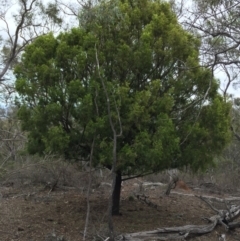 Exocarpos cupressiformis (Cherry Ballart) at Mount Majura - 16 Mar 2019 by Machew