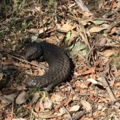 Tiliqua rugosa (Shingleback Lizard) at Watson, ACT - 23 Feb 2019 by Machew