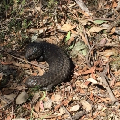 Tiliqua rugosa (Shingleback Lizard) at Watson, ACT - 22 Feb 2019 by Machew
