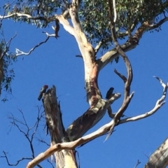 Callocephalon fimbriatum (Gang-gang Cockatoo) at Hackett, ACT - 17 Feb 2019 by Machew