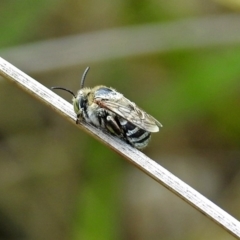 Amegilla (Zonamegilla) asserta (Blue Banded Bee) at ANBG - 19 Mar 2019 by RodDeb