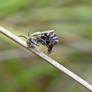 Amegilla (Zonamegilla) asserta at Acton, ACT - 19 Mar 2019