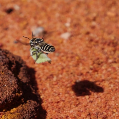 Megachile (Eutricharaea) serricauda (Leafcutter bee, Megachilid bee) at ANBG - 20 Mar 2019 by DPRees125
