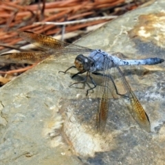 Orthetrum caledonicum (Blue Skimmer) at Molonglo Valley, ACT - 19 Mar 2019 by RodDeb
