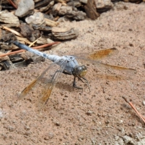 Orthetrum caledonicum at Molonglo Valley, ACT - 19 Mar 2019