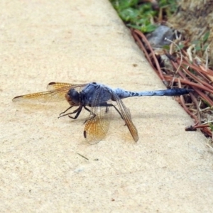 Orthetrum caledonicum at Molonglo Valley, ACT - 19 Mar 2019