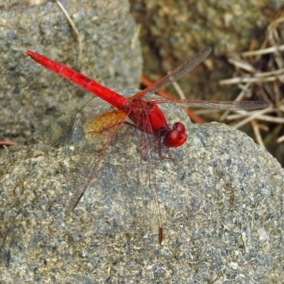 Diplacodes haematodes (Scarlet Percher) at Molonglo Valley, ACT - 19 Mar 2019 by RodDeb