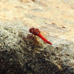 Diplacodes haematodes at Molonglo Valley, ACT - 19 Mar 2019