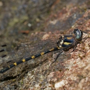 Cordulephya pygmaea at Molonglo Valley, ACT - 19 Mar 2019