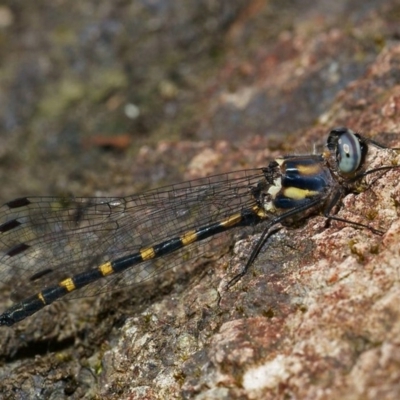 Cordulephya pygmaea (Common Shutwing) at National Zoo and Aquarium - 19 Mar 2019 by RodDeb