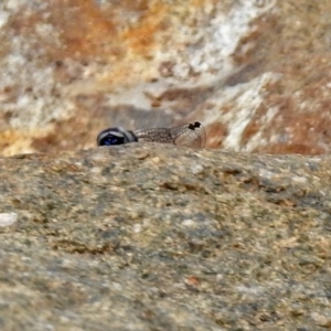 Cordulephya pygmaea at Molonglo Valley, ACT - 19 Mar 2019