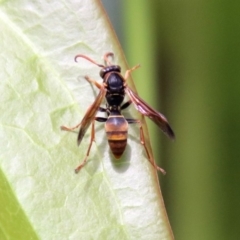 Polistes (Polistella) humilis (Common Paper Wasp) at National Zoo and Aquarium - 19 Mar 2019 by RodDeb