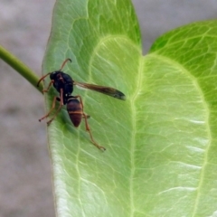 Polistes (Polistella) humilis at Molonglo Valley, ACT - 19 Mar 2019